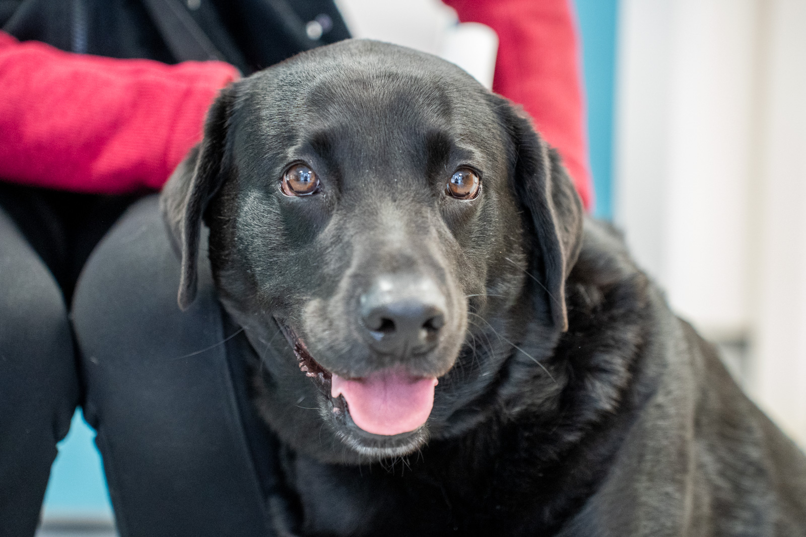 The Willows Veterinary Group - Biddulph (Web) 014